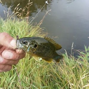 Meet your Posher, Rick